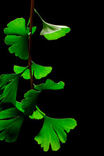 Gingko biloba